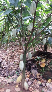 Heilpflanze : Kakao